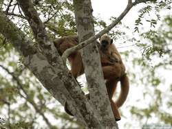 Black-and-gold Howler   (Alouatta caraya)