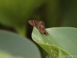 A neat butterfly.