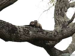 Male and female bare-eared marmoset (Callithrix argentata)