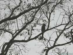 A bad picture of a Yellow-collared Macaw   (Ara auricollis).