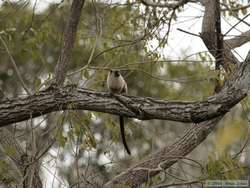 bare-eared marmoset (Callithrix argentata)