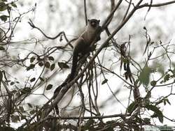 bare-eared marmoset (Callithrix argentata)