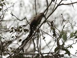 bare-eared marmoset (Callithrix argentata)