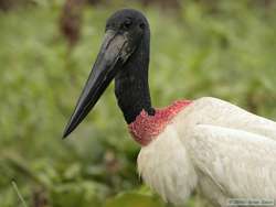 Jabiru   (Jabiru mycteria)