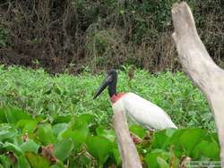 Jabiru   (Jabiru mycteria)