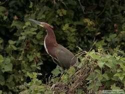 Rufescent Tiger-Heron   (Tigrisoma lineatum)