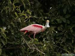 Roseate Spoonbill (Ajaia ajaja)