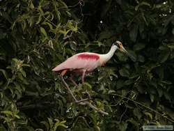 Roseate Spoonbill (Ajaia ajaja)