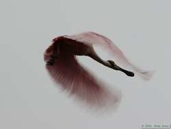 Roseate Spoonbill (Ajaia ajaja) in flight.