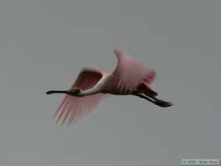 Roseate Spoonbill (Ajaia ajaja) in flight.