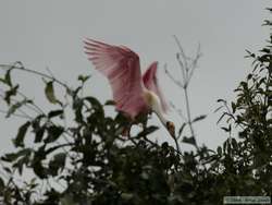 Roseate Spoonbill (Ajaia ajaja) landing in the top of a tree.