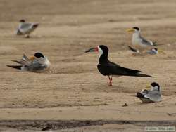 A Black Skimmer (Rynchops niger) amidst Large-billed Terns  (Phaetusa simplex)