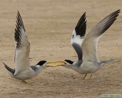 Large-billed Terns  (Phaetusa simplex)