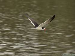 A Black Skimmer (Rynchops niger)