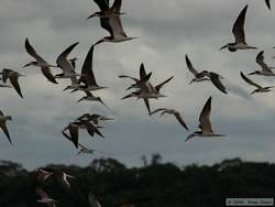 Black Skimmers (Rynchops niger) in flight.