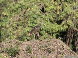 Limpkin (Aramus guarauna)