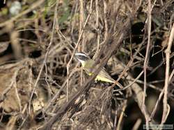 I think this is a Rusty-margined Flycatcher  (Myiozetetes cayanensis)