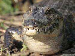 Pantanal Caiman  (Caiman yacare)