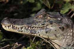 Pantanal Caiman  (Caiman yacare)