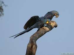 Hyacinth Macaw   (Anodorhynchus hyacinthinus)