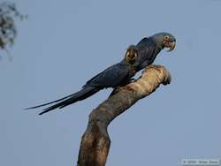 Hyacinth Macaw   (Anodorhynchus hyacinthinus)