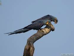 Hyacinth Macaw   (Anodorhynchus hyacinthinus)