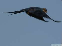 Hyacinth Macaw   (Anodorhynchus hyacinthinus)