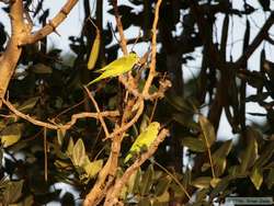 Yellow-chevroned Parakeets (Brotogeris chiriri)