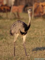 Greater Rhea   (Rhea americana)