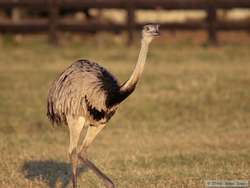 Greater Rhea   (Rhea americana)