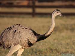 Greater Rhea   (Rhea americana)