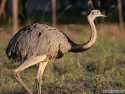 Greater Rhea   (Rhea americana)