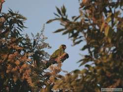 Black-hooded Parakeet  (Nandayus nenday)