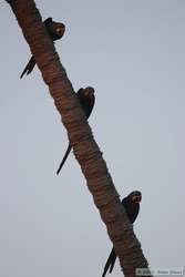 Pretty little hyacinths, all in a row.  Hyacinth Macaw   (Anodorhynchus hyacinthinus)