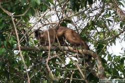 Crested Capuchin (Cebus robustus)