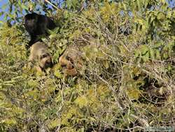 Black-and-gold Howler   (Alouatta caraya)