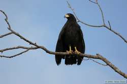 Great Black-Hawk   (Buteogallus urubitinga)