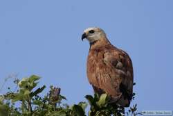 Black-collared Hawk   (Busarellus nigricollis)