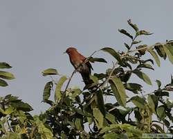 Squirrel Cuckoo   (Piaya cayana)