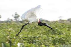 Jabiru   (Jabiru mycteria)