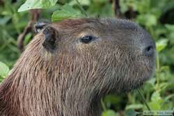 Capybara  (Hydrochaeris hydrochaeris)