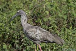 Plumbeous Ibis   (Theristicus caerulescens)