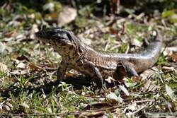 Golden Tegu lizard  (Tupinambus teguixin)