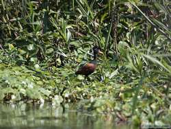 Wattled Jacana   (Jacana jacana)