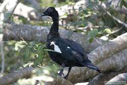 Muscovy Duck   (Cairina moschata)