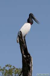 Jabiru   (Jabiru mycteria)