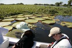 Giant water-lillies with Chucks giant head for scale.  See, they really ARE giant!