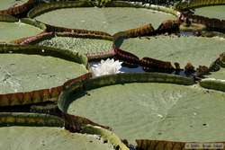 The beautiful flower of the giant water-lilly.