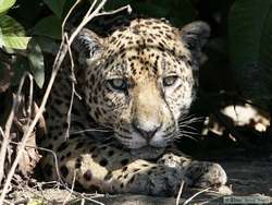 Jaguar   (Panthera onca onca)