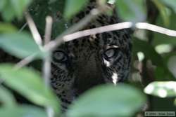 Jaguar   (Panthera onca onca)